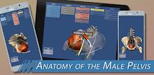 Anatomy of the Male Pelvis APK