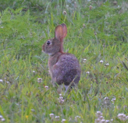 Eastern cottontail