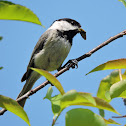 Black-capped chickadee