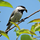 Black-capped chickadee