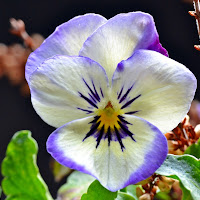 Viola Tricolor 1 di 