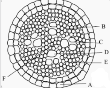 Primary Structure of Root