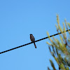 Iberian Grey Shrike