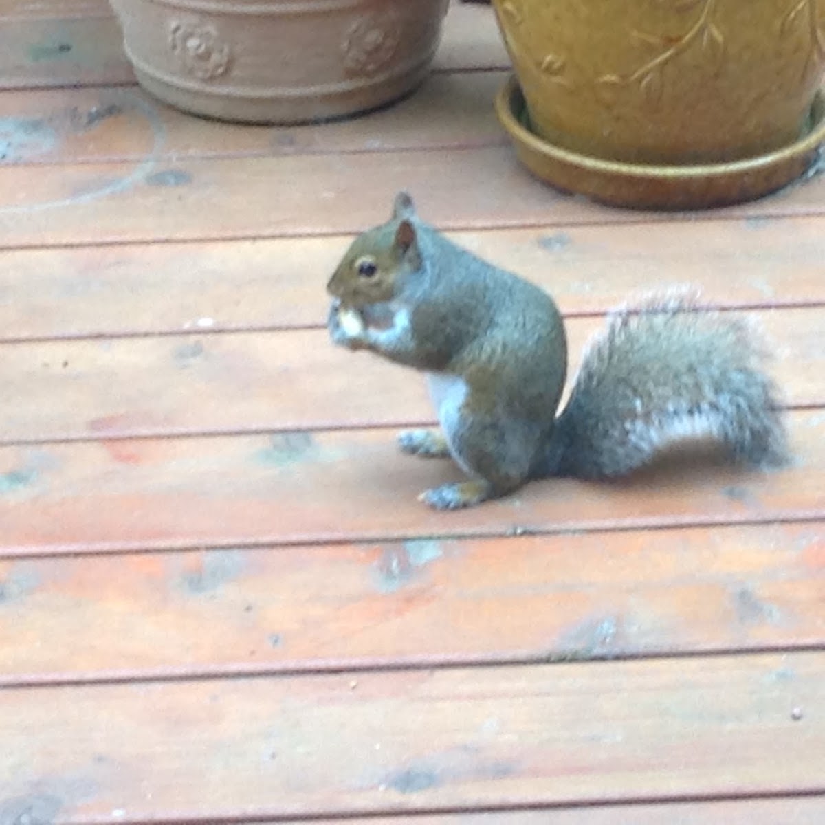 Eastern Gray Squirrel