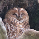 Tawny Owl