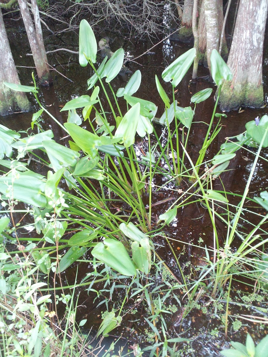 Pickerel Weed