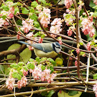 Blue tit