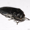 Wood-Boring Beetle