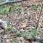 Juvenile Stock Dove