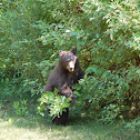 American black bear