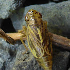 Leafhopper