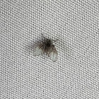 Bathroom Moth Fly