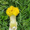 Common Dandelion