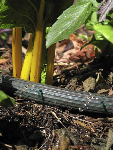 Recycle old hoses to make a simple drip irrigation system.