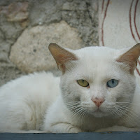 Sguardo felino di 