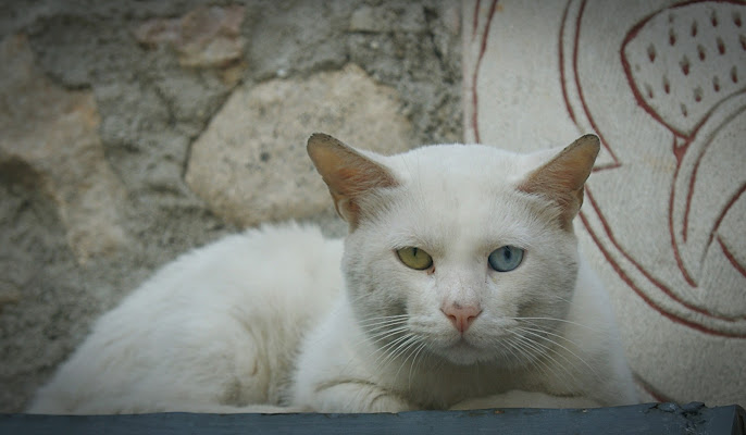 Sguardo felino di danilo56