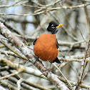 American robin