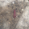 Common Earthworm