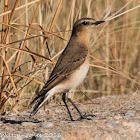 Wheatear; Collalba Gris