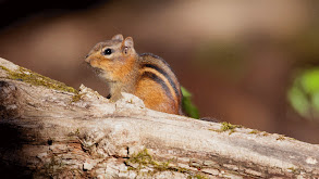 Great Smoky Mountains thumbnail