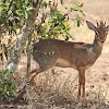 Dik-Dik