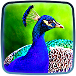 Peacocks Live Wallpaper Apk