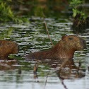 Capybara