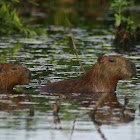 Capybara