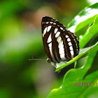 The Common Sailor Butterfly