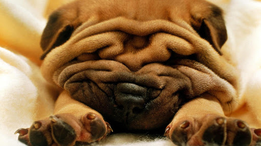 Shar Pei Live Wallpaper