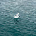 Black-Legged Kittiwake