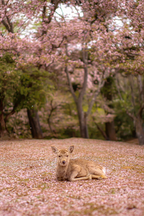 の投稿画像5枚目