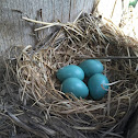 American Robin