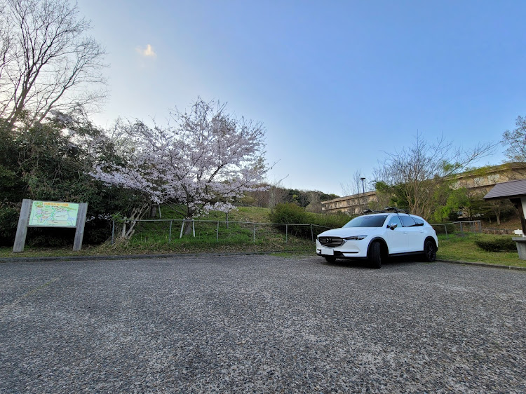 CX-8のスモークフィルム・断念…・来週は・船舶免許・桜と愛車に関するカスタム事例の投稿画像1枚目