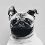 Cover Image of ダウンロード Cute Dogs Pug Wallpaper 3.1 APK
