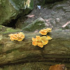 Chicken of the Woods