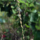 Sideoats Grama