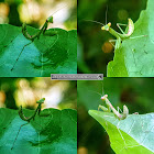 Indochina mantis (juvenile)