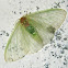 Transparent Moth
