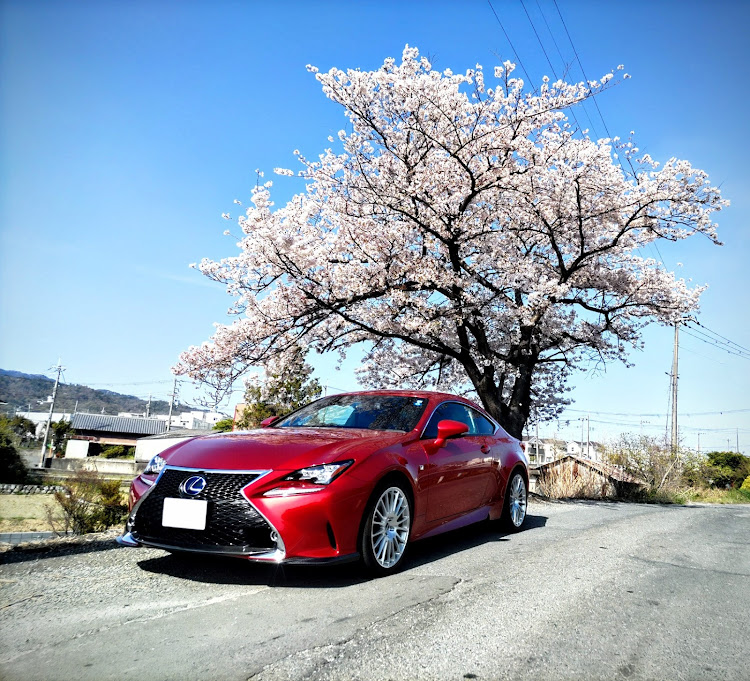 RCのサクラと愛車・桜とコラボに関するカスタム事例の投稿画像1枚目