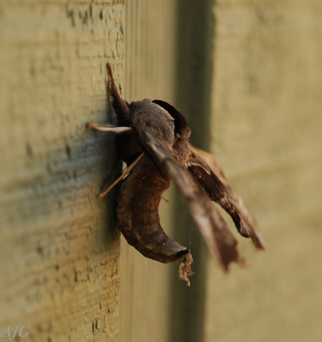 One-eyed sphinx moth