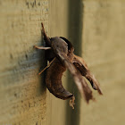 One-eyed sphinx moth