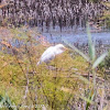 Cattle Egret; Garcilla Bueyera