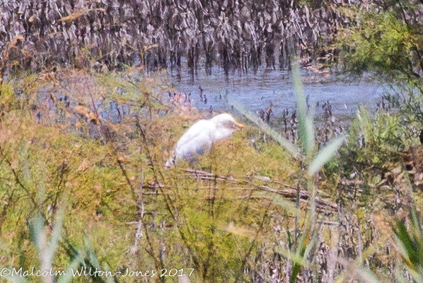 Cattle Egret; Garcilla Bueyera