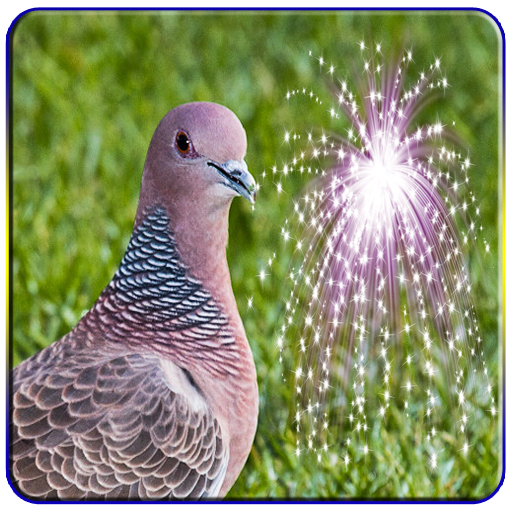 Fêmea de Pombã asa Branca  Pararu Azul