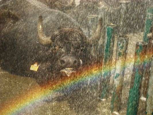 La Bufala,la pioggia e l'arcobaleno di marisa_serafini