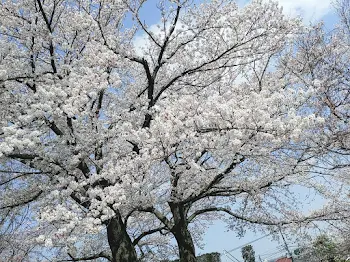 家族からの虐待