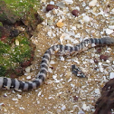 Beaked sea-snake