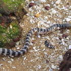 Beaked sea-snake