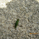 Emerald Ash Borer